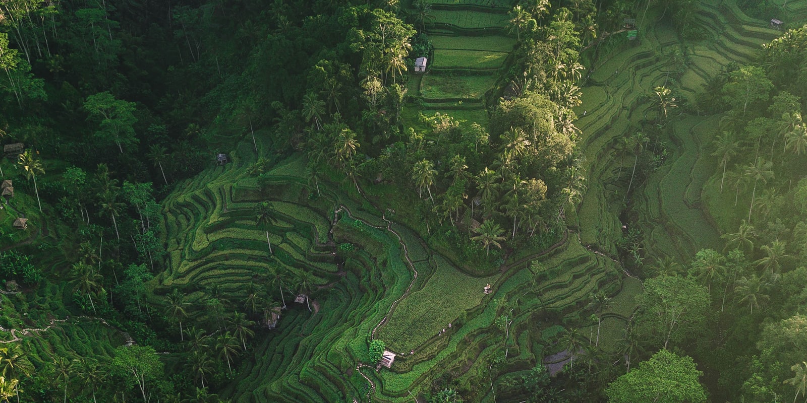 Aerial view of terraced rice fields and palm trees in Bali
